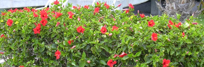 گل ختمی چینی